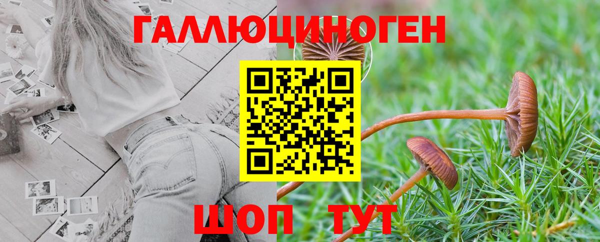 Галлюциногенные грибы Psilocybe  Вход с VPN  Сибай 